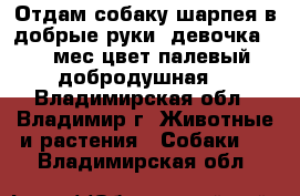 Отдам собаку шарпея в добрые руки .девочка 1.4 мес.цвет палевый.добродушная. - Владимирская обл., Владимир г. Животные и растения » Собаки   . Владимирская обл.